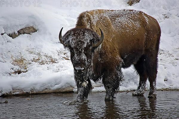 Wisent standing in river water Yellowstone National Park Winter