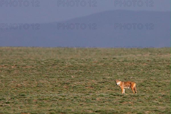 Tibetan wolf