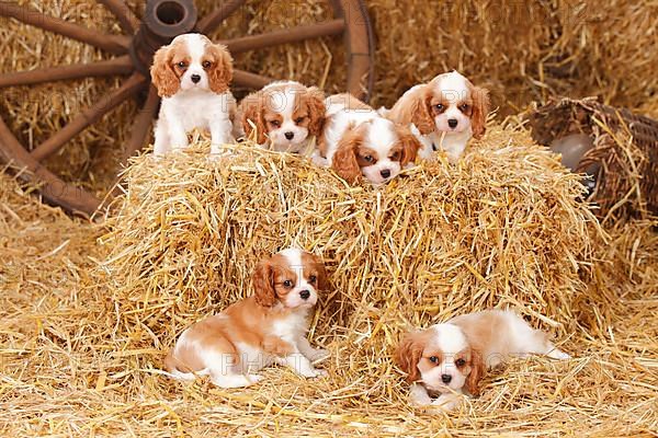 Cavalier-King-Charles-Spaniel