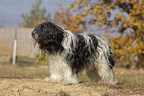 Domestic Dog
