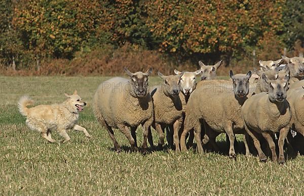 Mudi drives flock of sheep