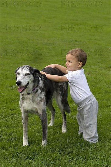 Domestic Dog