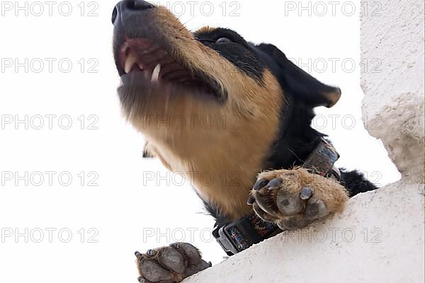 Domestic Dog