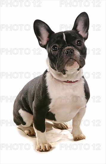 Domestic Dog