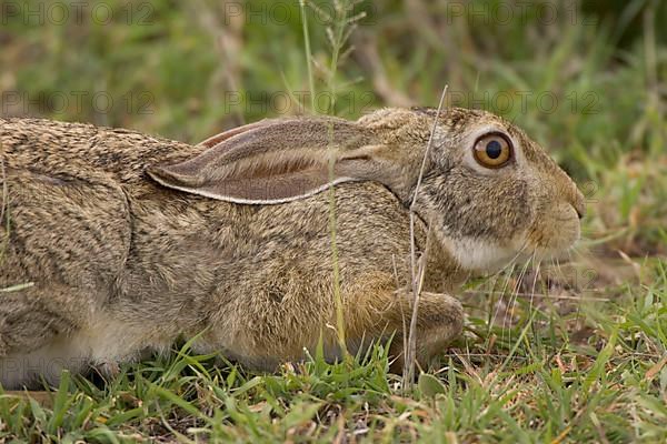 Cape hare