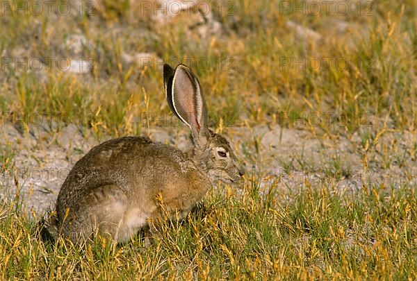 Black-tailed jackrabbit