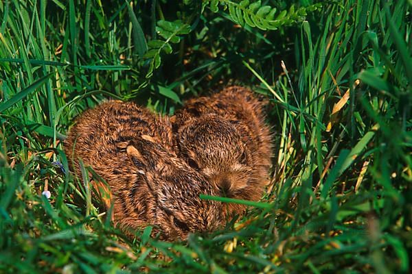 European hare