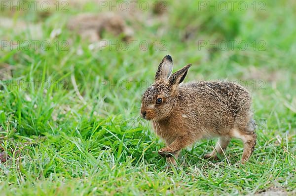 European hare