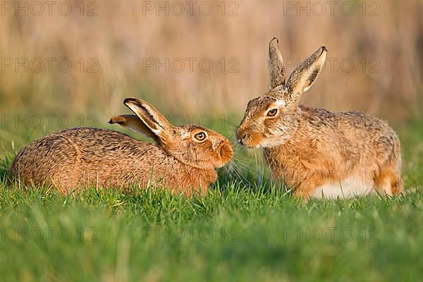 European Hare