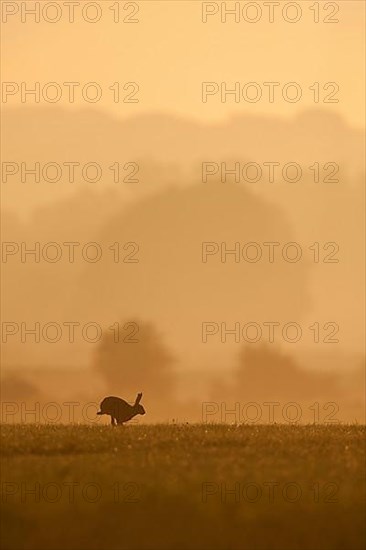 European hare