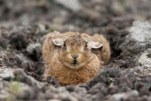 European hare