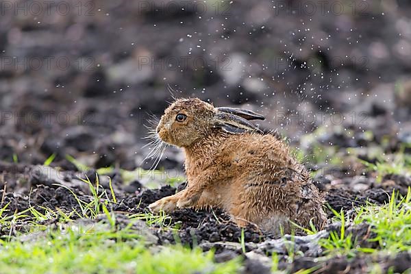 European hares