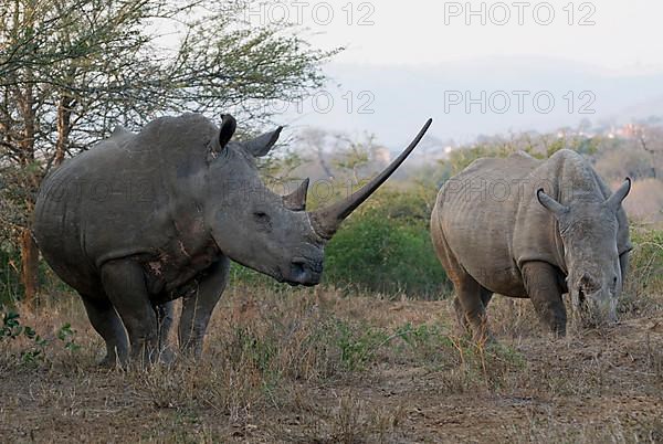White Rhinoceros