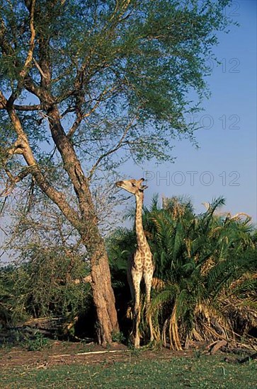 Giraffes