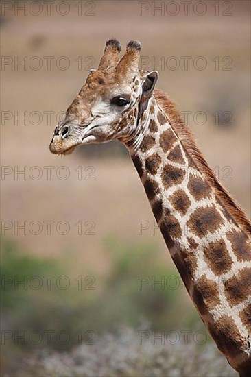 Southern giraffe