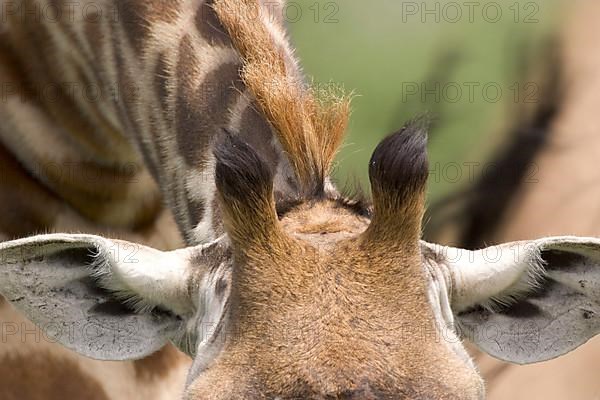 Masai Giraffe