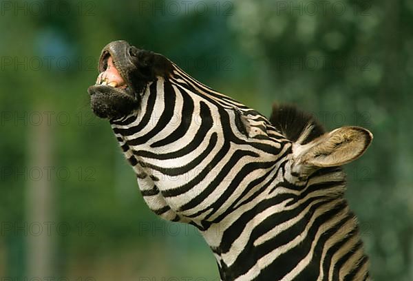 Burchell's plains zebra