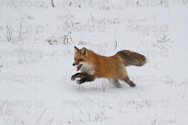 American Red Fox