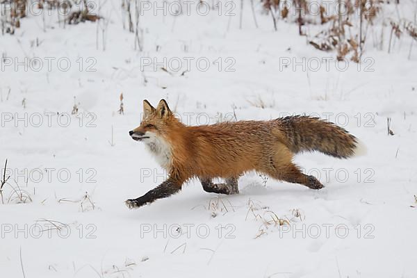 American Red Fox