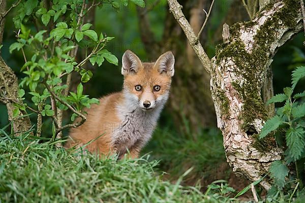 European Red Fox