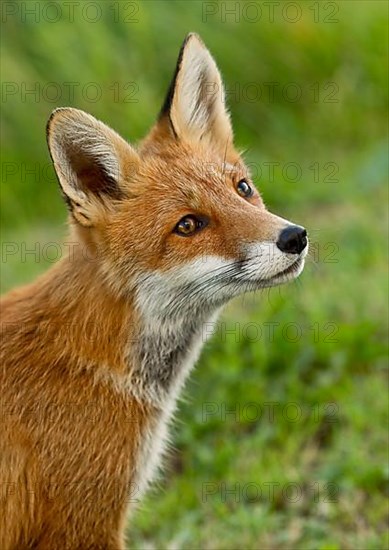 Red fox
