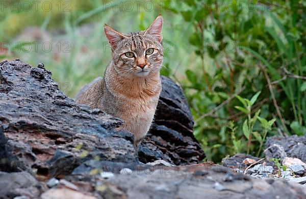 African wildcats