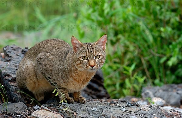 African wildcats