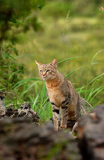 African wildcats