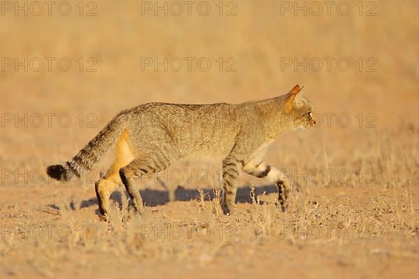 African wildcats
