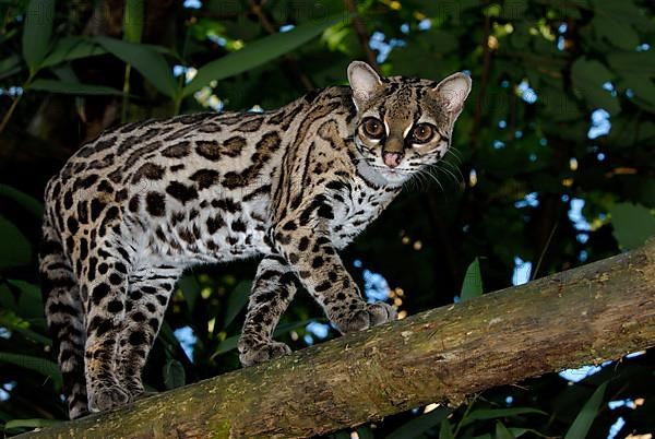 Long-tailed cat
