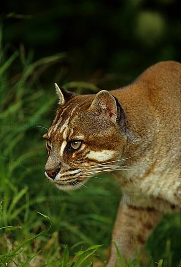 Temminck's asian golden cat