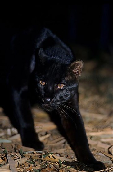 Temminck's asian golden cat