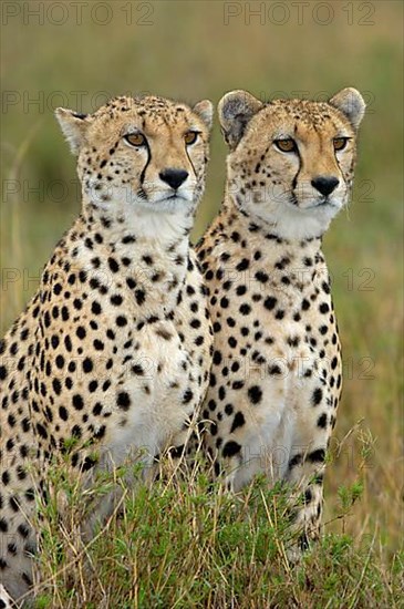 Cheetah
