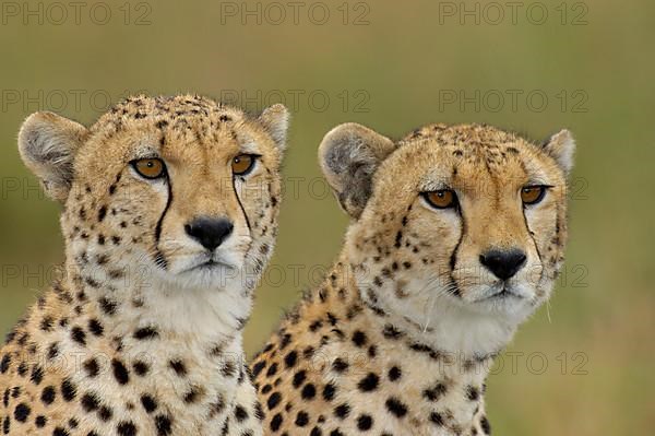 Cheetah