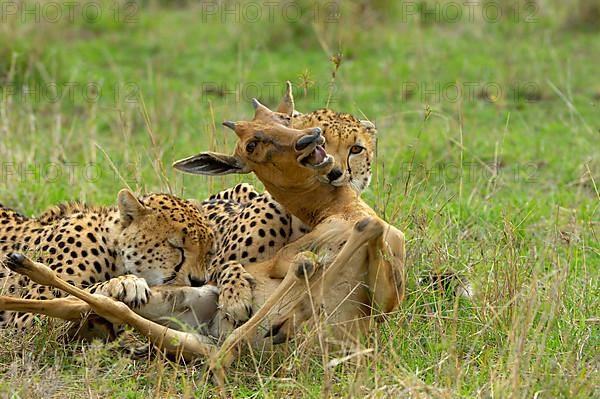 Cheetah