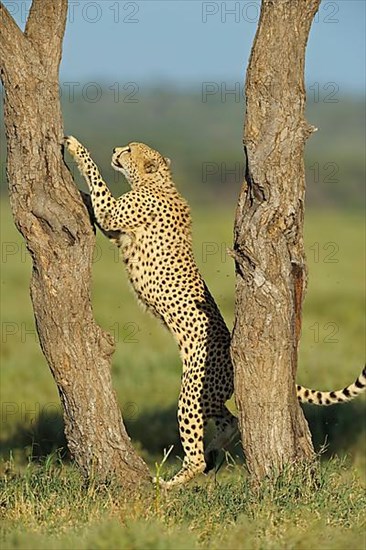 Cheetah