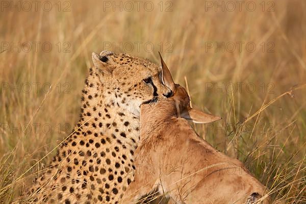 Cheetah