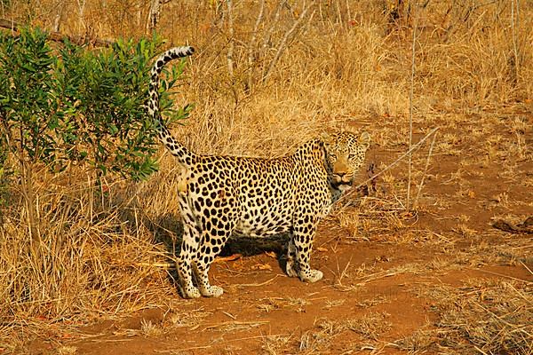 African leopard niche leopards