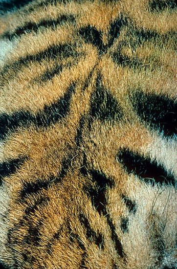 Siberian tiger