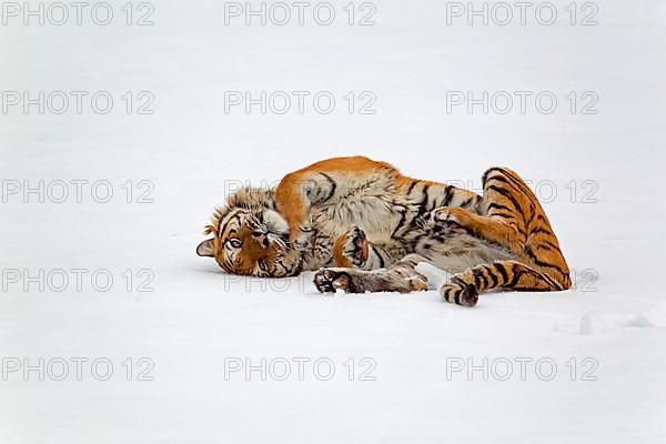 Siberian tiger