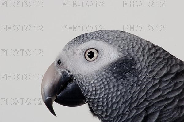 African african grey parrot