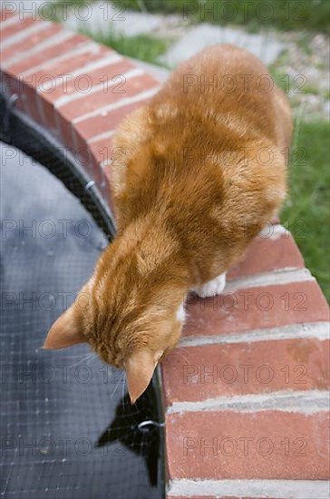Domestic Cat