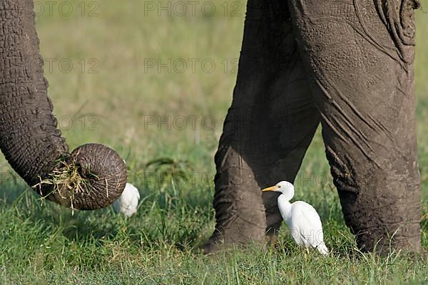 Adult cattle egret