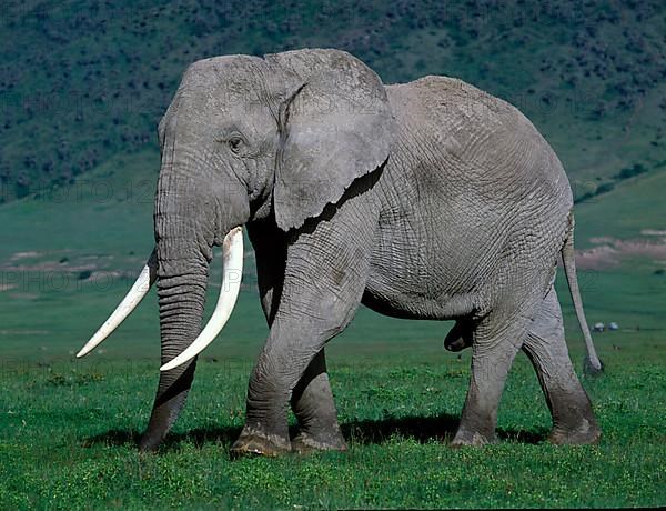African elephant
