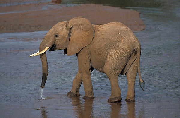 African elephant