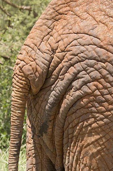 African Elephant