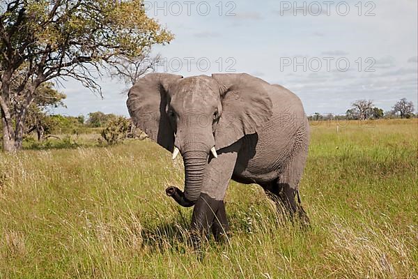 African elephant