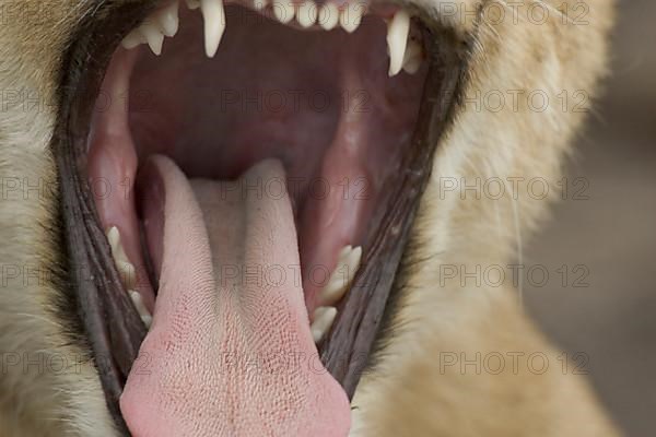 Lion