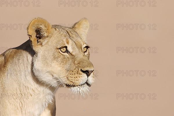 African Lion Niche Lion Niche lions