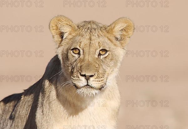 African Lion cub Lion lion